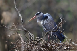 <p>VOLAVKA POPELAVÁ (Ardea cinerea) ---- /Grey heron - Graureiher/</p>